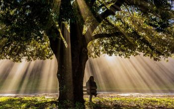 csendben hallgató nőalak egy fa alatt