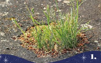 adventi kalendárium 1.