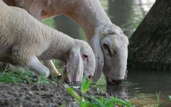 bárányok isznak a patakból - fotó: Stephanie Leix / Unsplash.com