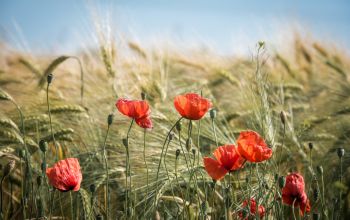 Vasárnapi ige: Ajándékba kaptuk életünket