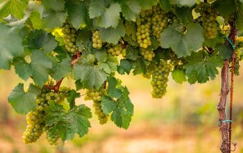 szőlőtőke sok terméssel