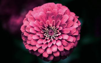 Tűzben próbált arany – A reformáció ünnepére