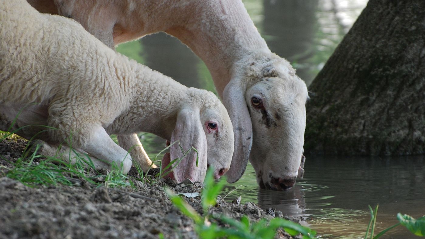 bárányok isznak a patakból - fotó: Stephanie Leix / Unsplash.com